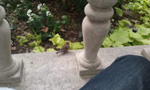 Chillin with a Bird on a Sunday